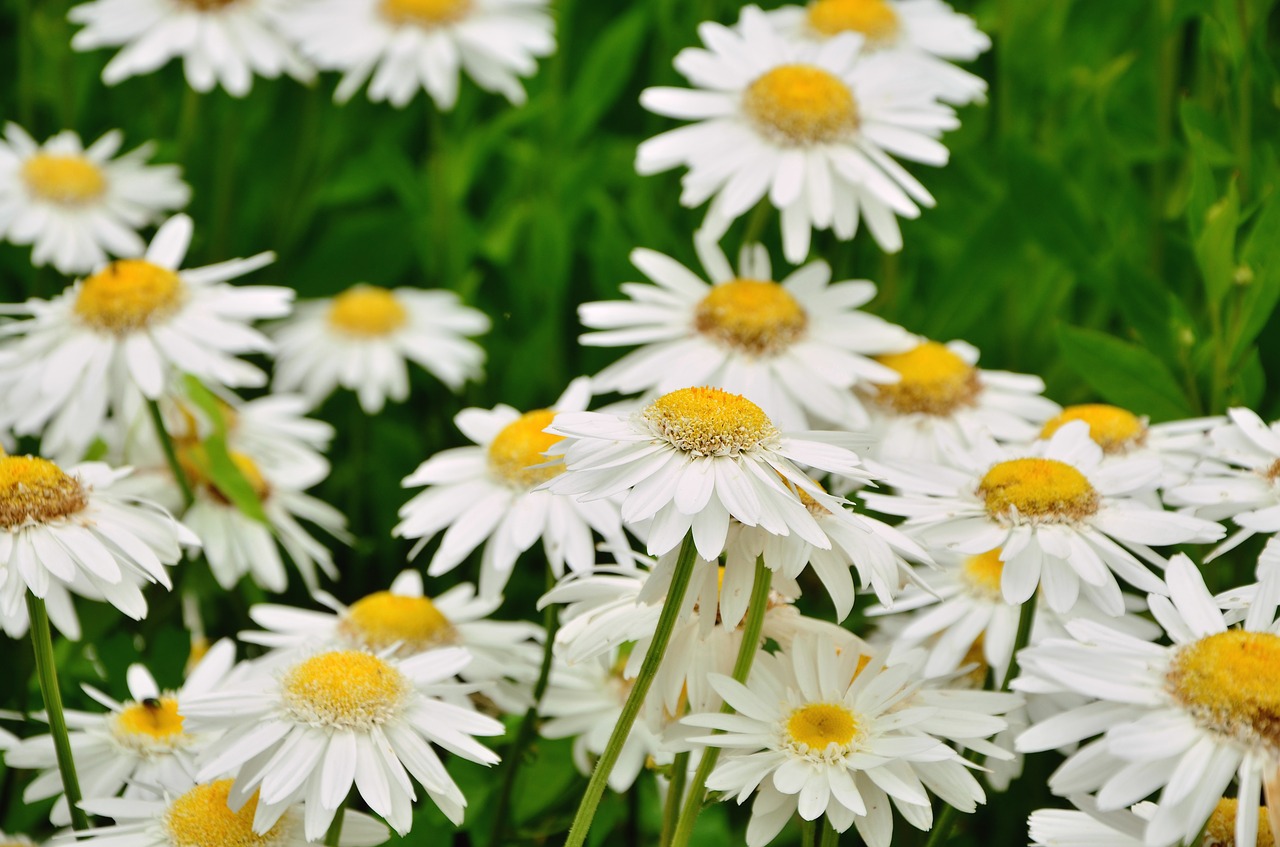 daisies flower nature free photo