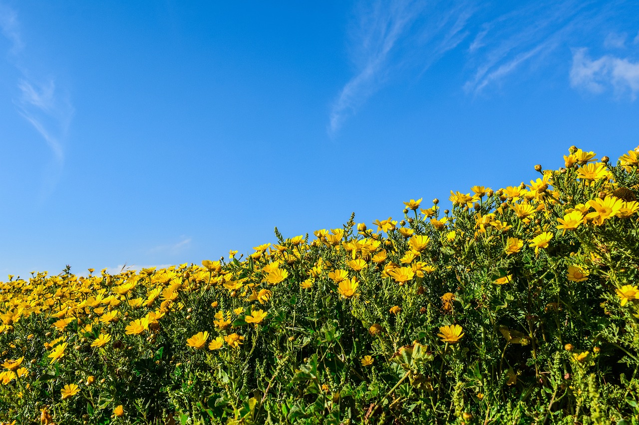 daisies nature flower free photo