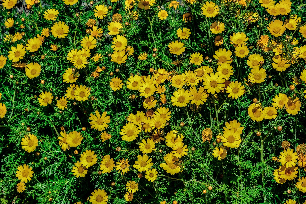 daisies nature flower free photo