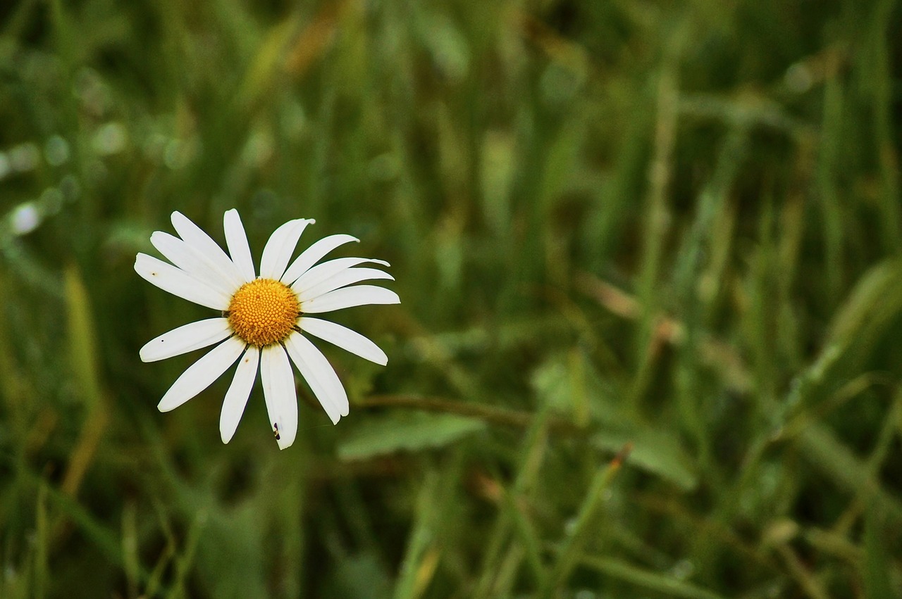 daisies  grass  blossom free photo