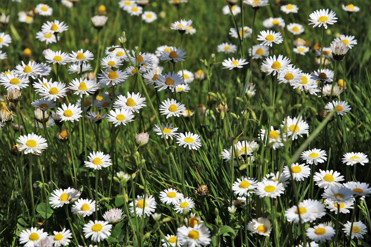 daisies  grass  flower free photo