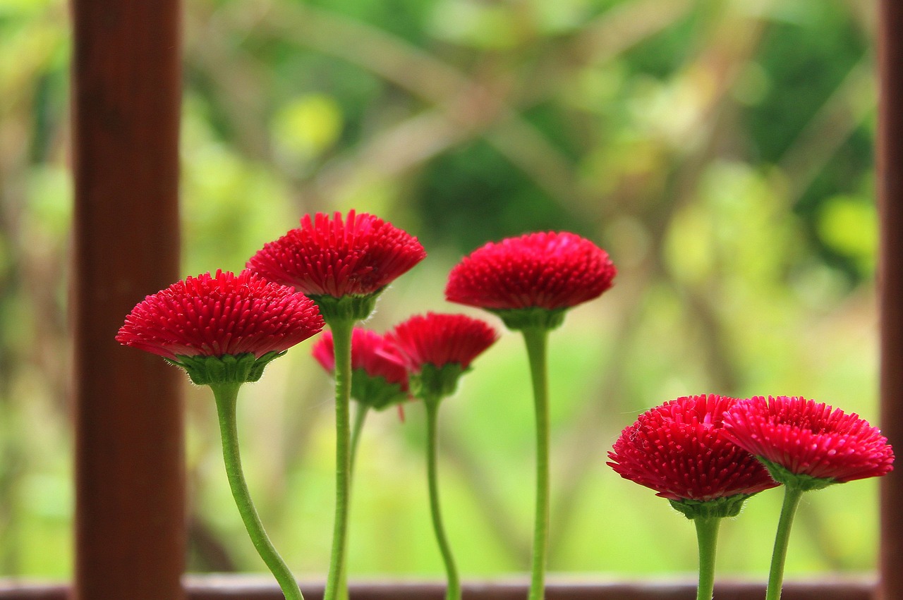 daisies  red  spring free photo