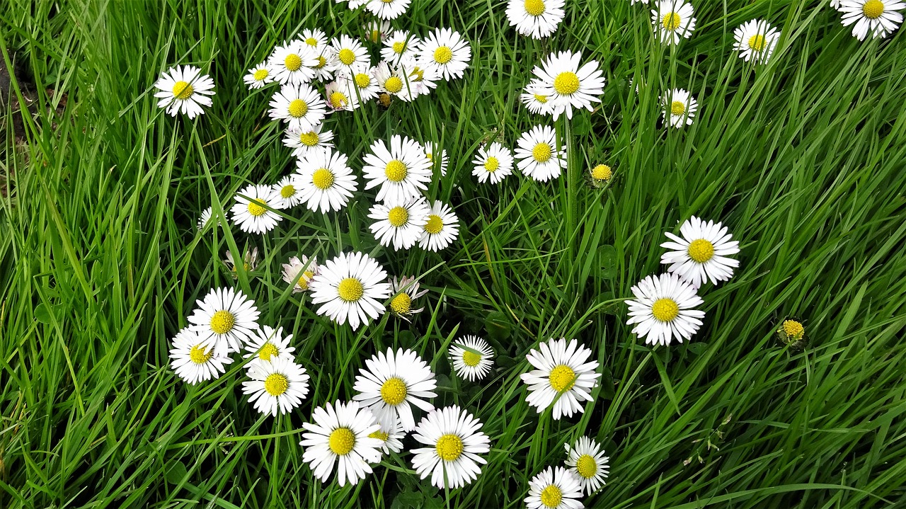daisies  daisy  flora free photo
