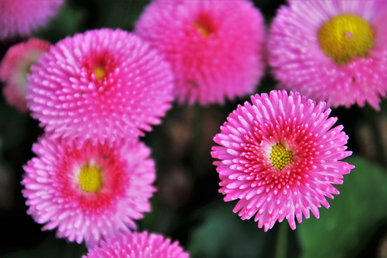 daisies  flower  nature free photo