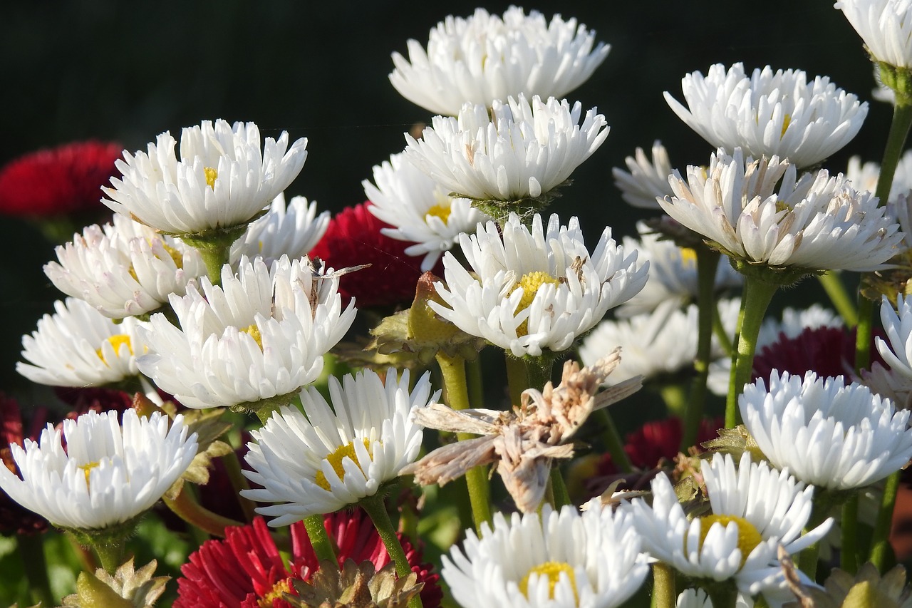 daisies  garden  flowers free photo