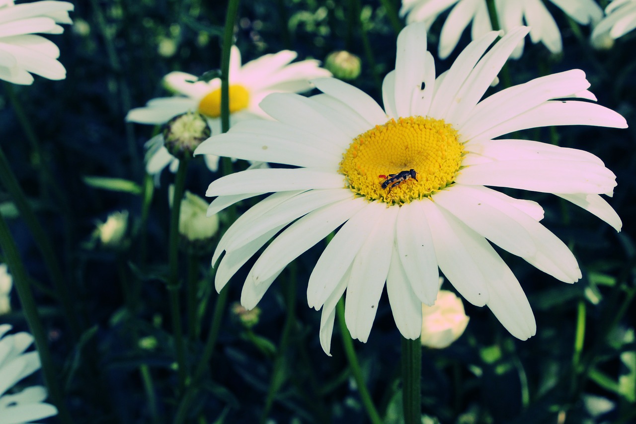 daisies flower nature free photo