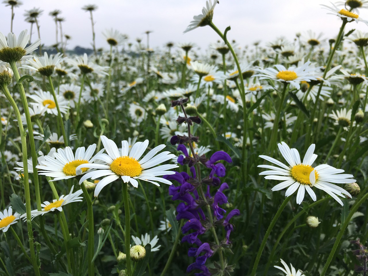 daisies  wild sage  blossom free photo