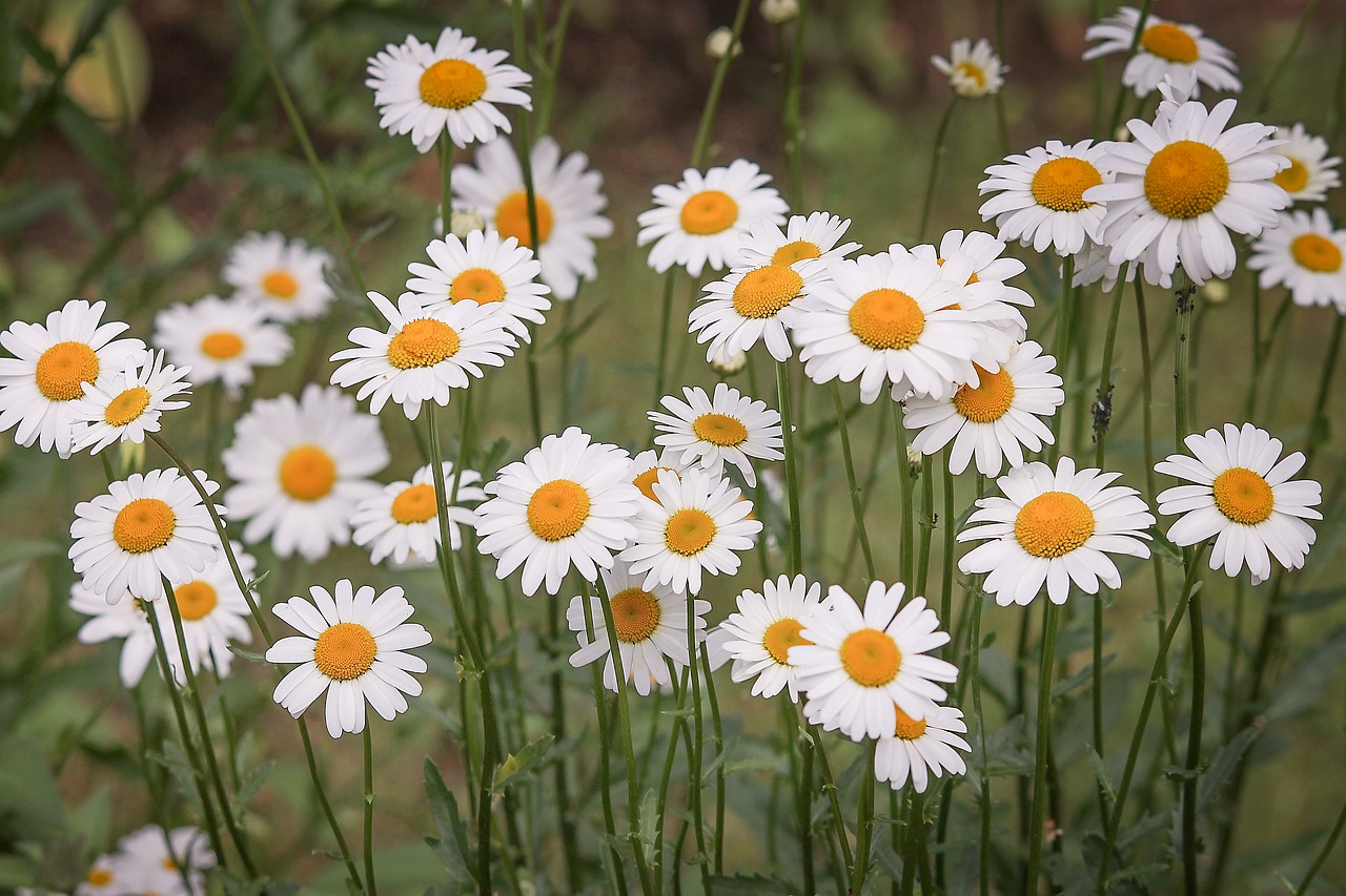 daisies  flower meadow  white free photo