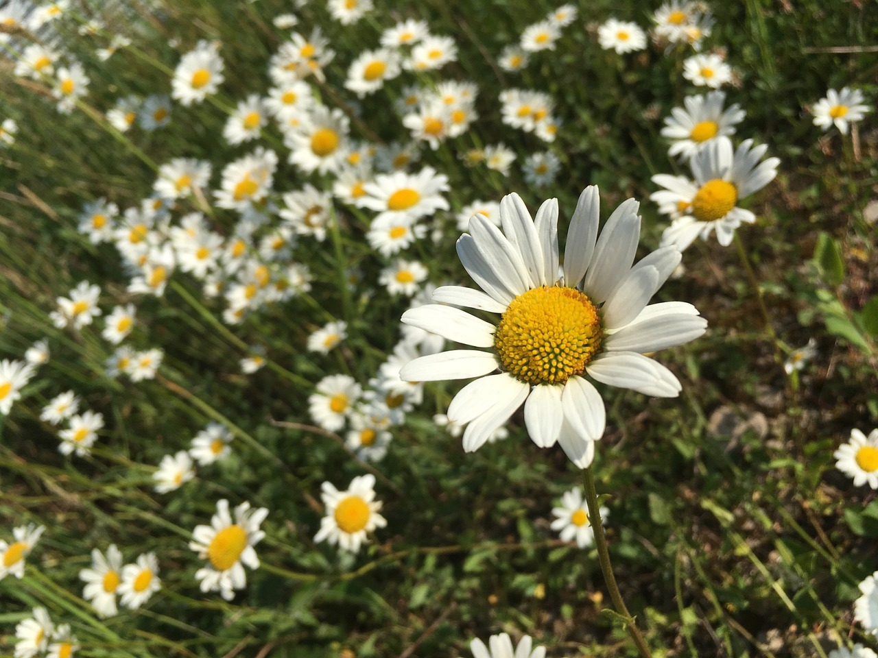 daisies  flowers  white free photo