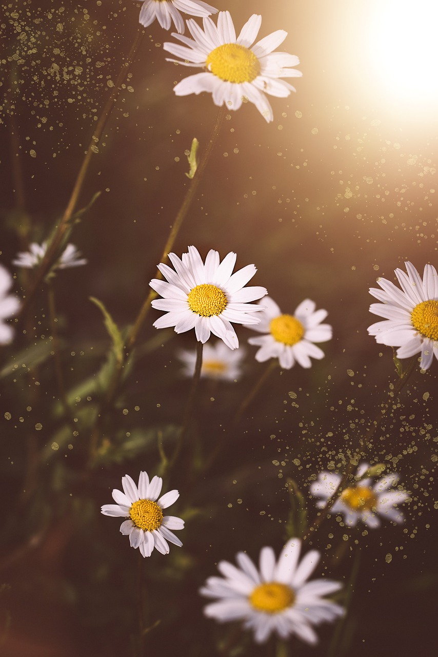 daisies  flowers  white free photo