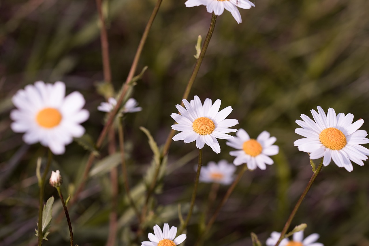 daisies  flowers  wildflowers free photo