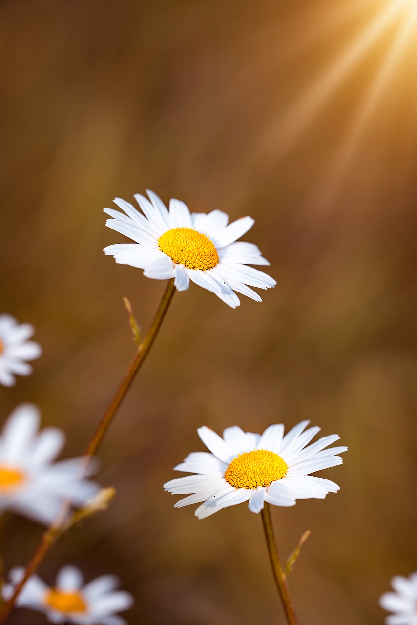 daisies  flowers  white free photo