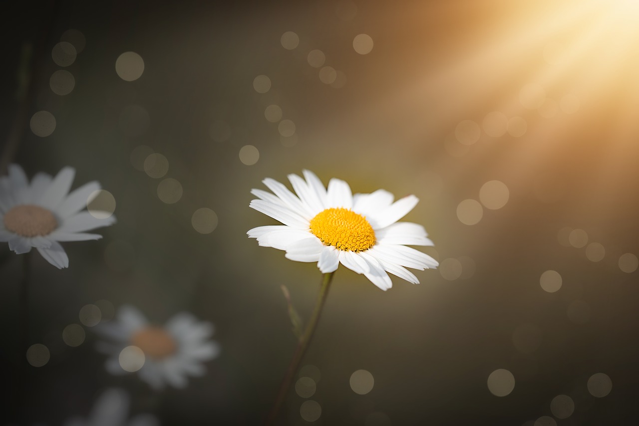 daisies  flowers  white free photo