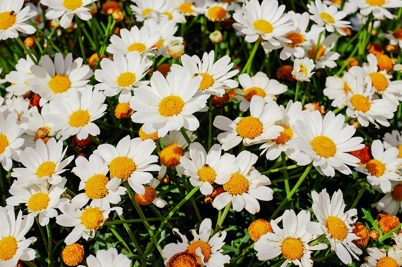 daisies  bloom  nature free photo