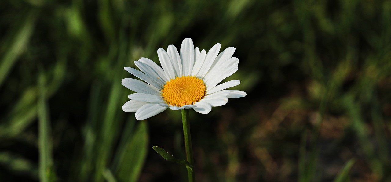 daisies  white  yellow free photo