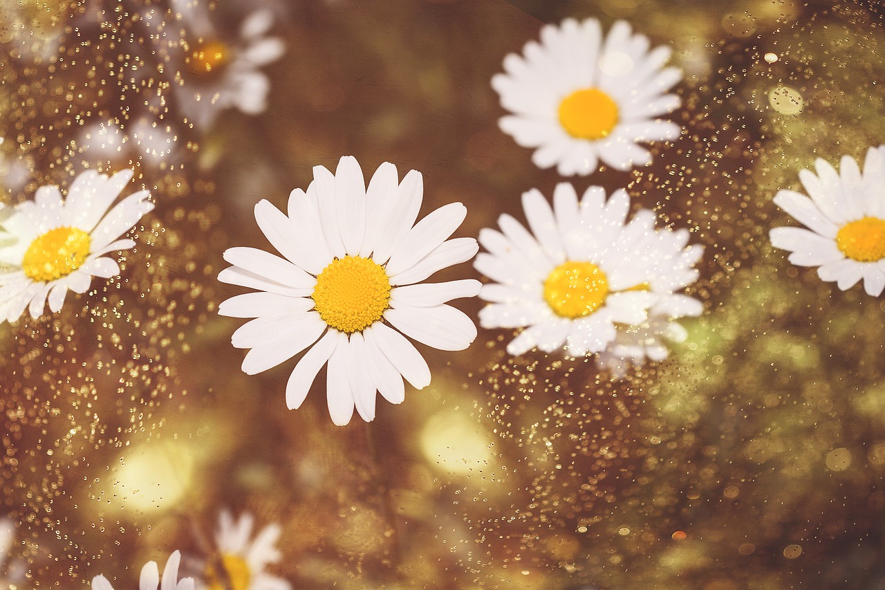 daisies  wildflowers  white free photo