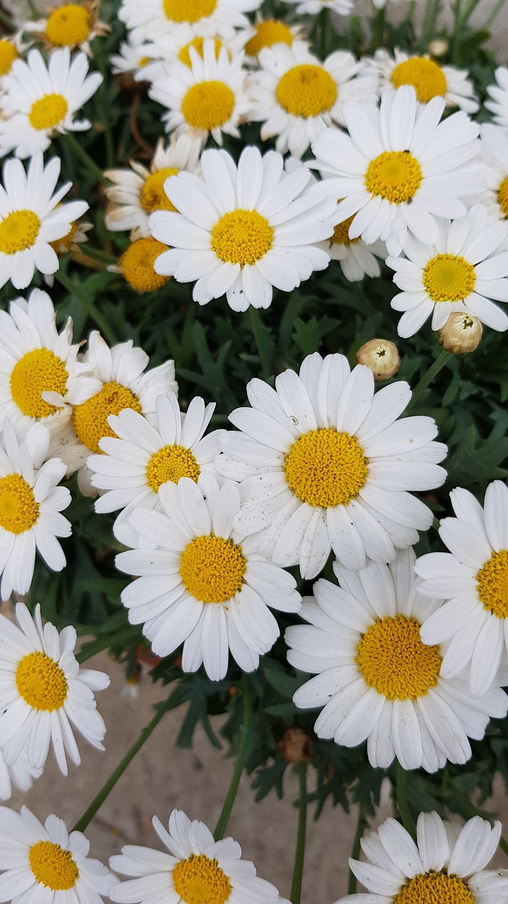 daisies  flowers  garden free photo