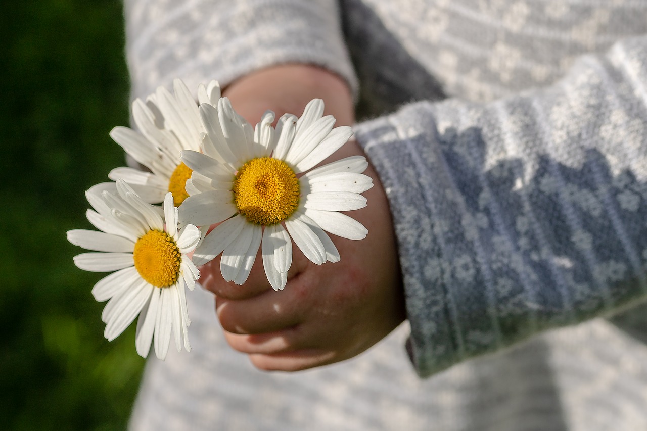 daisies  leucanthemum maximum  children's hands free photo