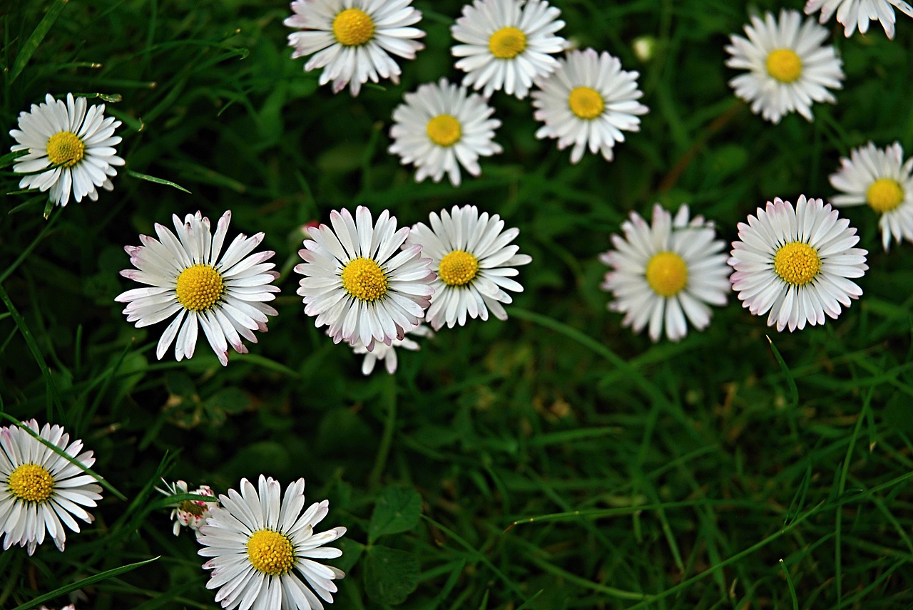 daisies daisy flower free photo