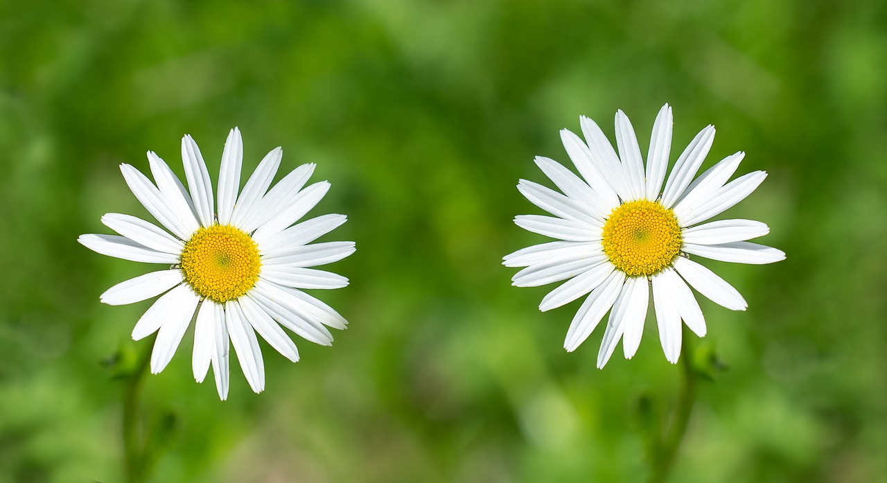 daisies  flowers  flower meadow free photo