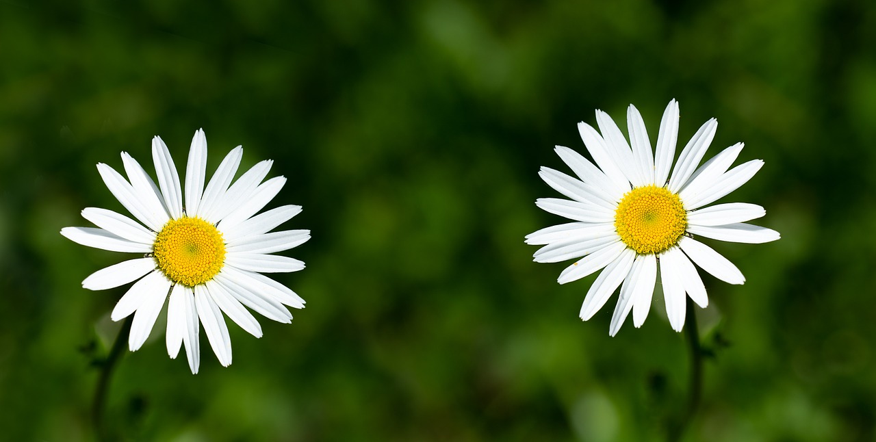 daisies  flowers  white free photo