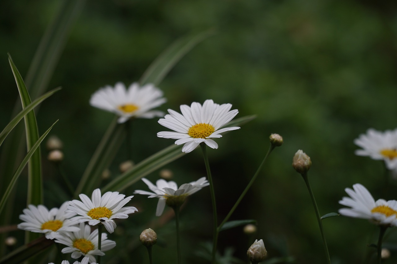 daisies  flower  blossom free photo