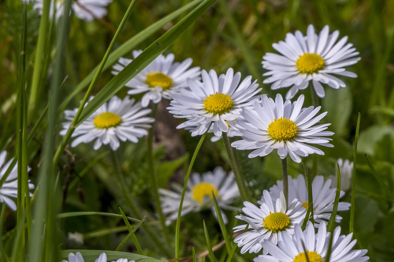 daisies  nature  flower free photo