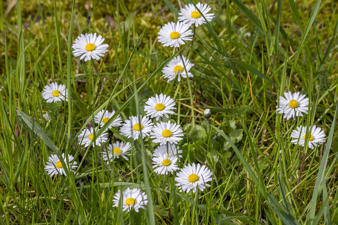 daisies  nature  flower free photo