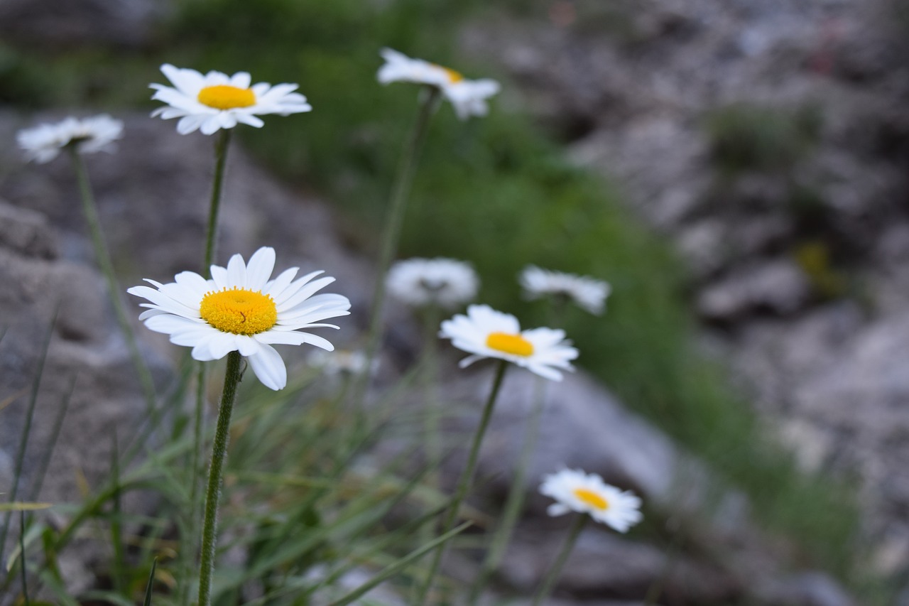 daisies  flower  margarite free photo