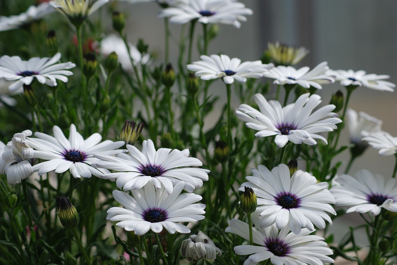 daisies white blossom free photo