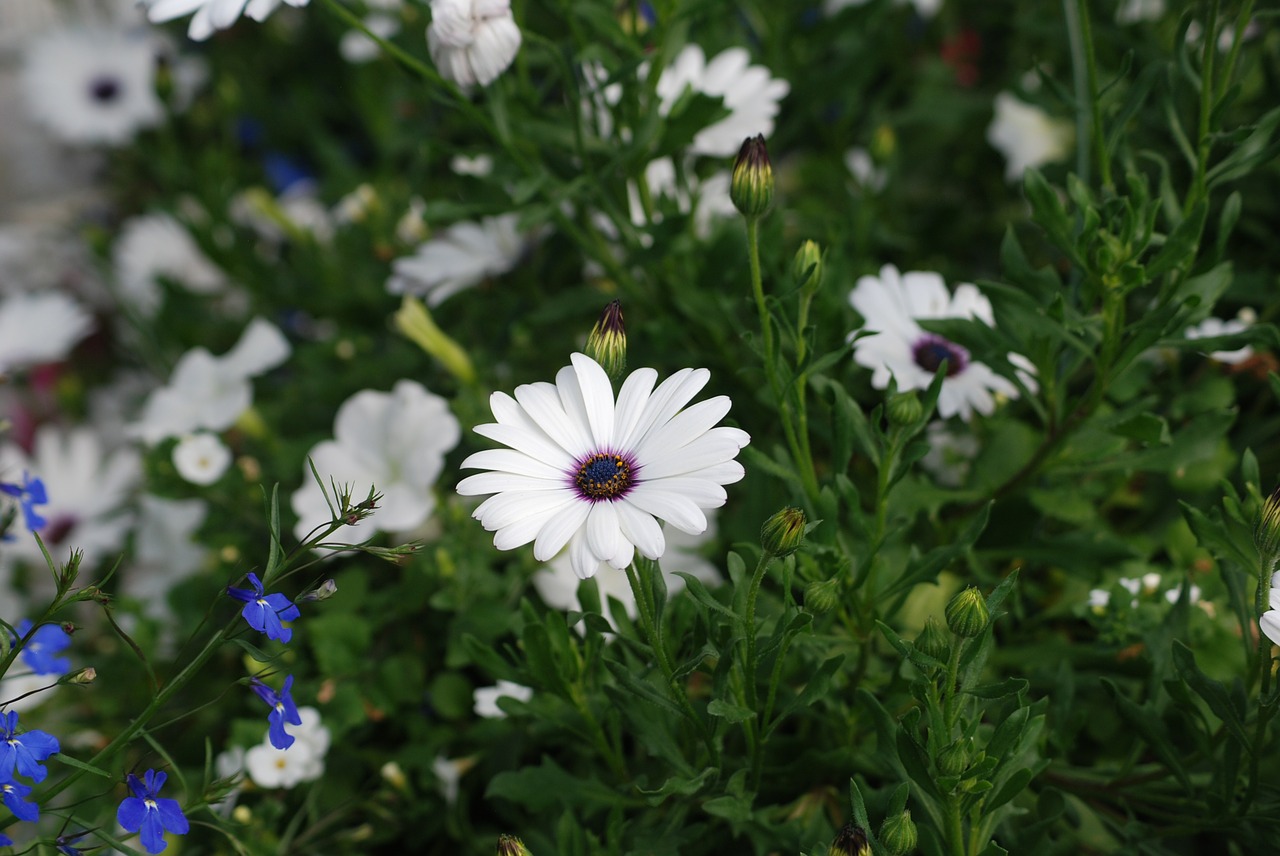 daisies white flowers free photo