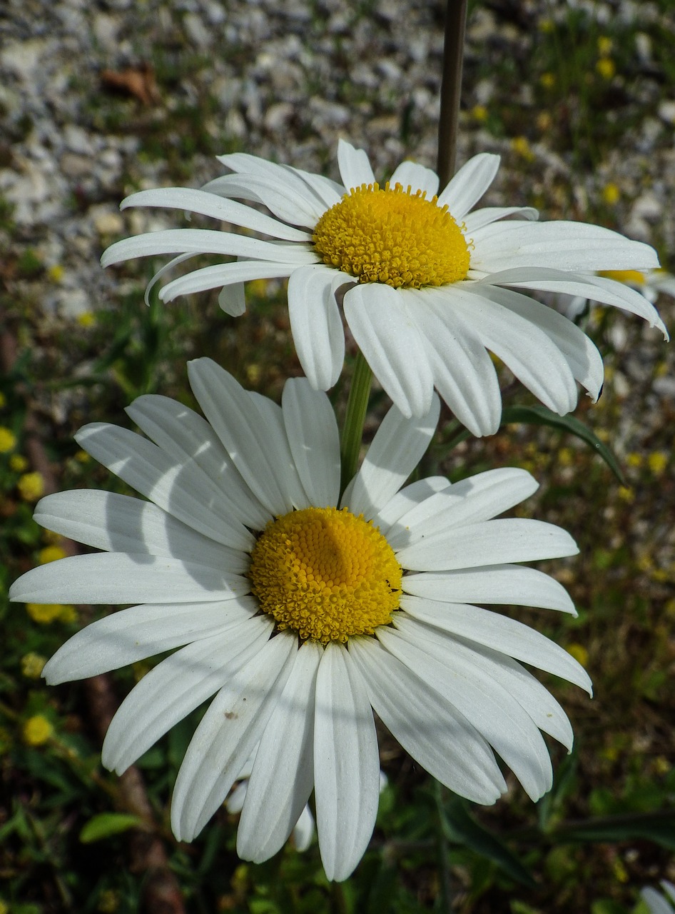 daisies  summer  flowers free photo