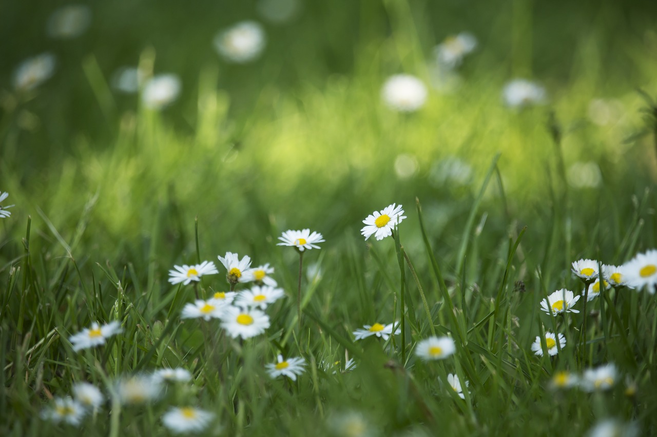 daisies  field  meadow free photo