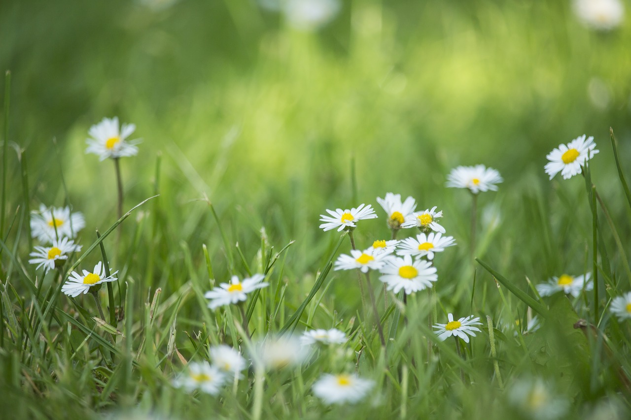 daisies  field  meadow free photo