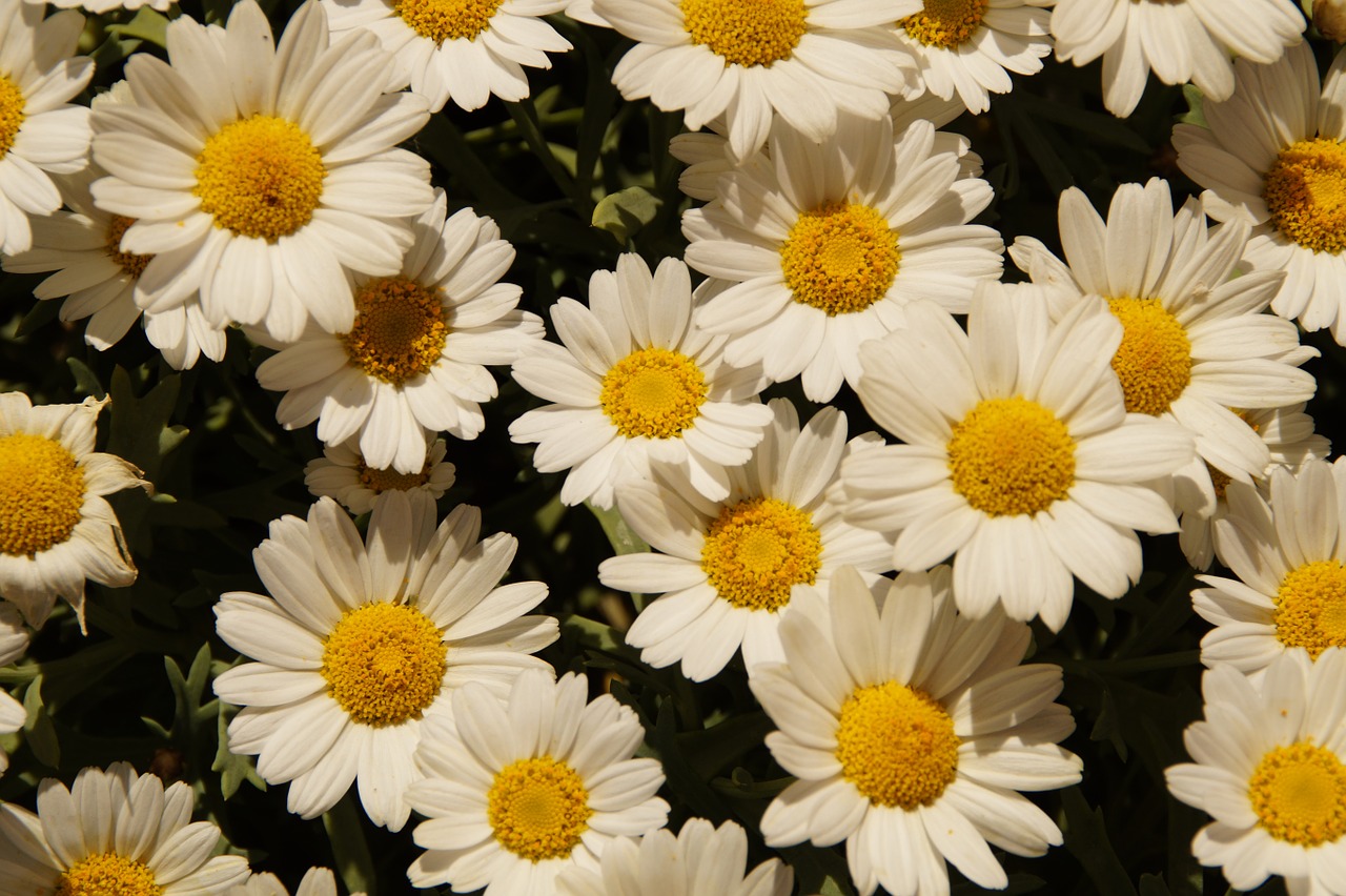 daisies margheriten flowers free photo