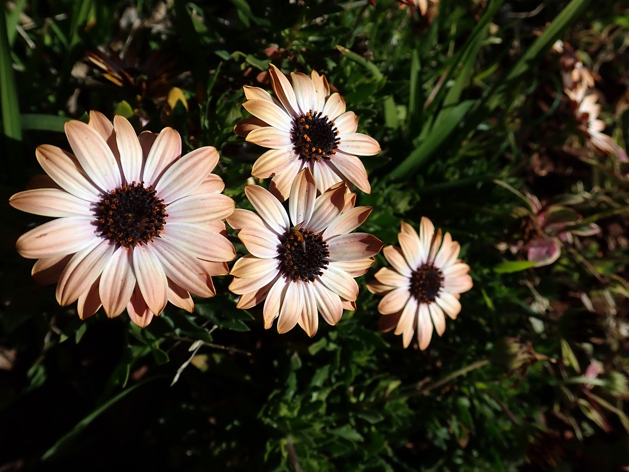 daisies  flowers  plant free photo