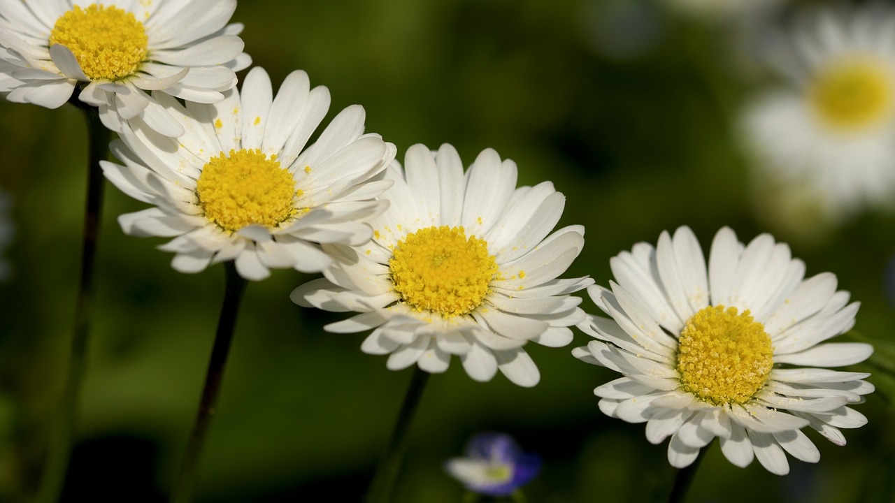 daisies  spring  nature free photo