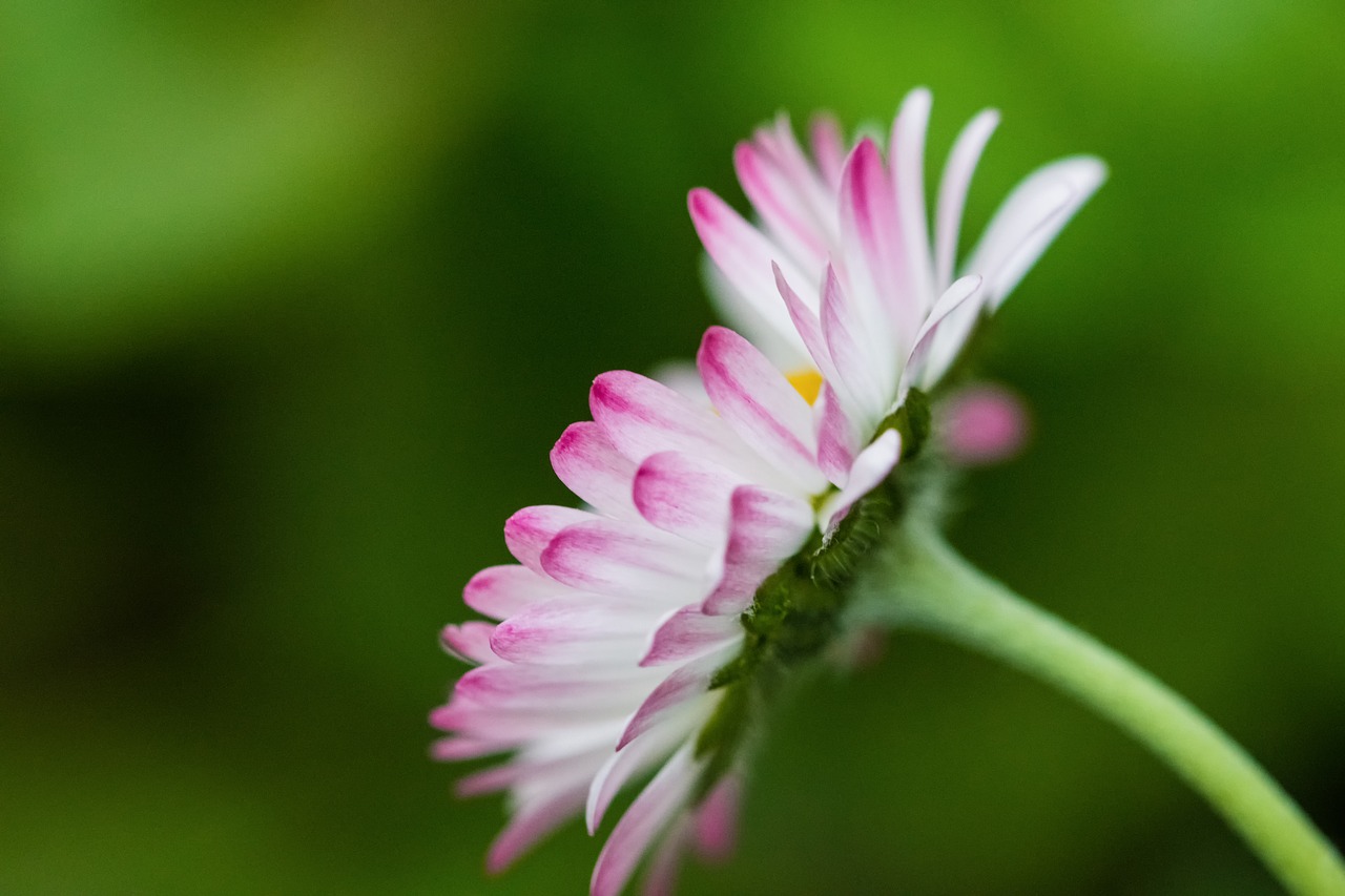 daisies  spring  nature free photo