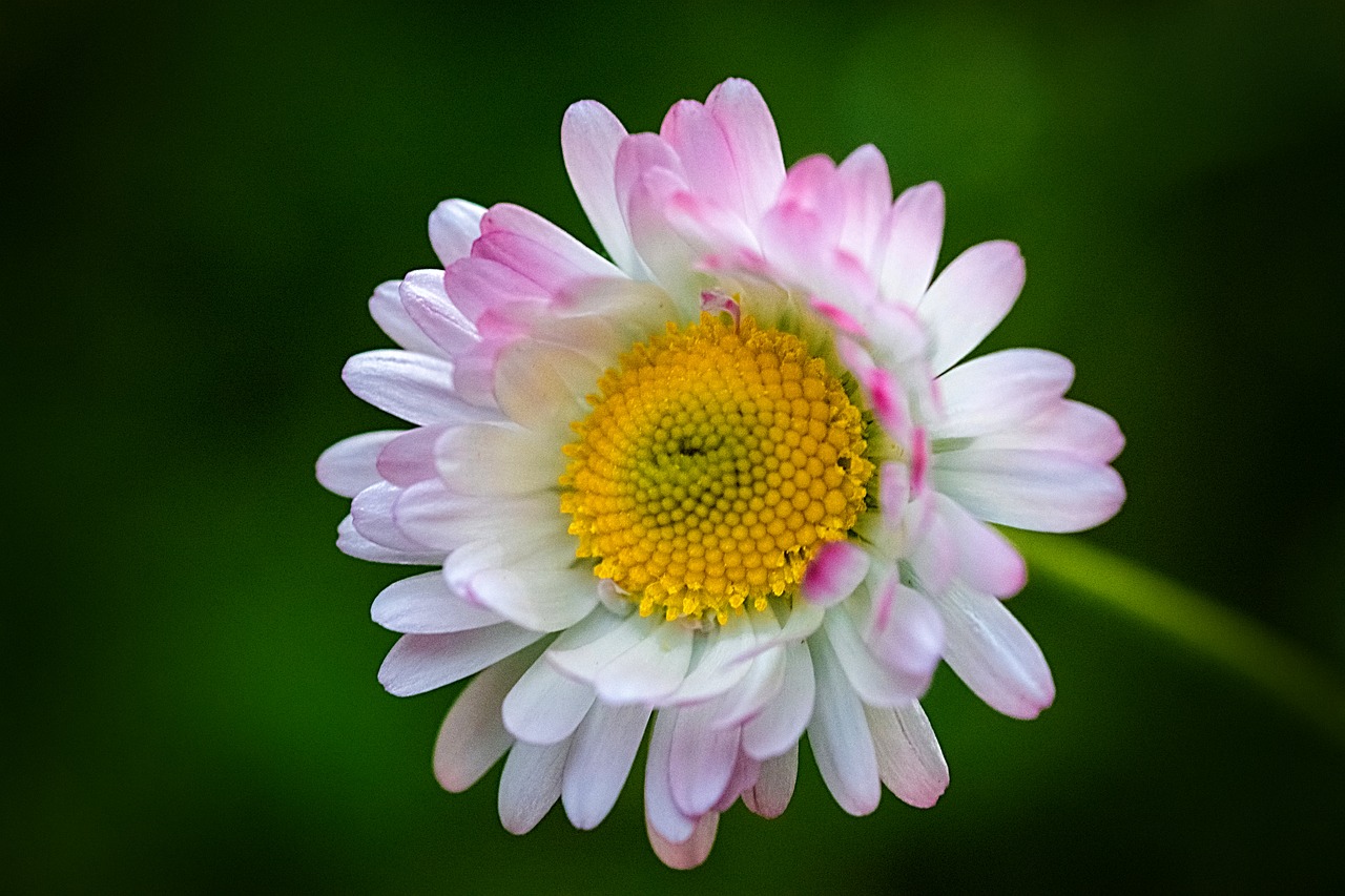 daisies  spring  nature free photo