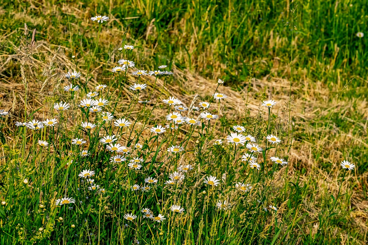daisies  flowers  bloom free photo