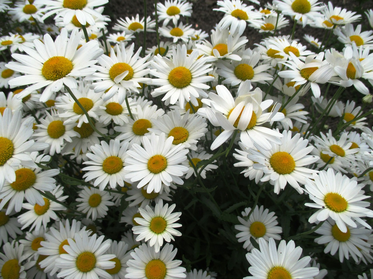 daisies flowers garden plant free photo