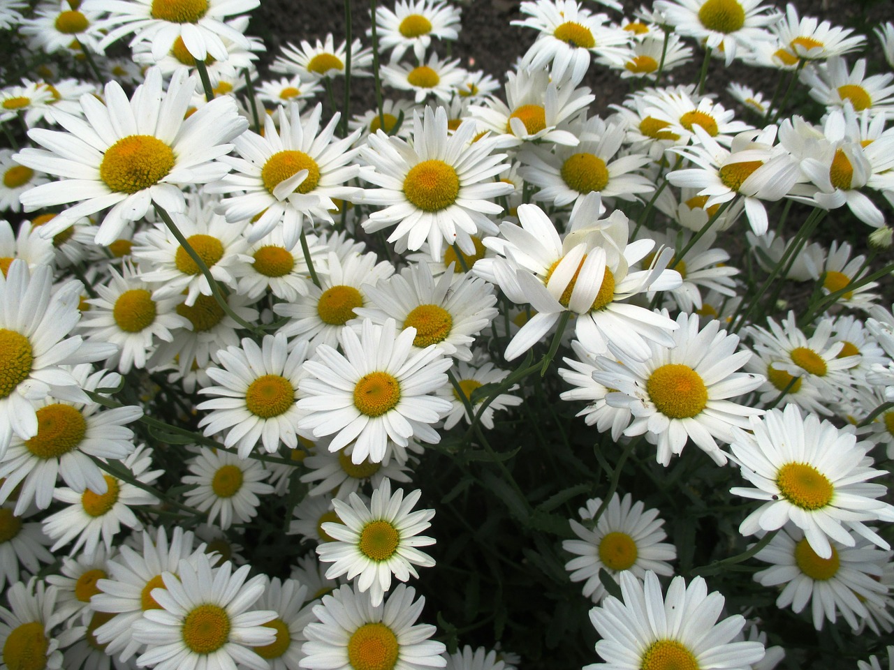 Daisy foto. Цветы Daisy. Daisy картинка. Daisies. Daisy Flower Plant.