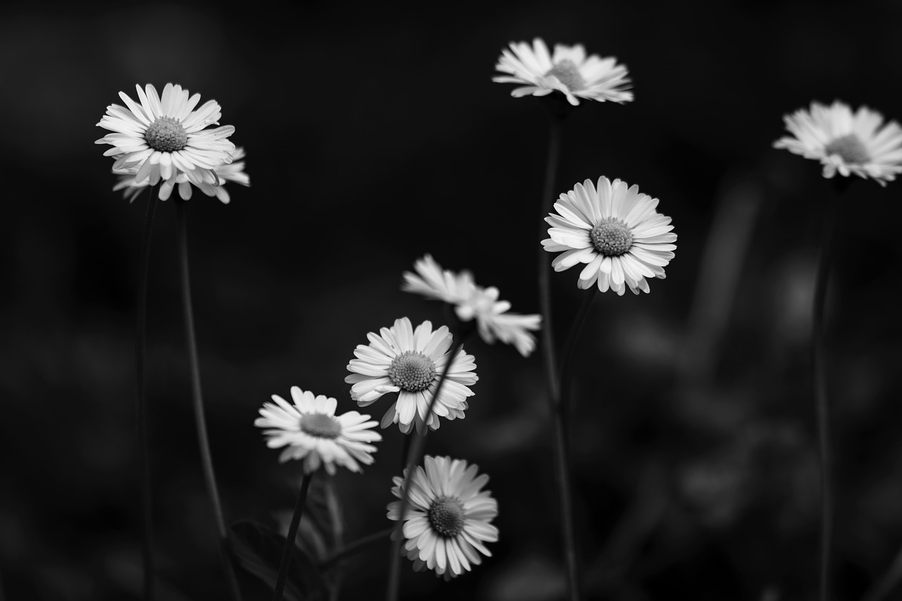 daisies  spring  nature free photo