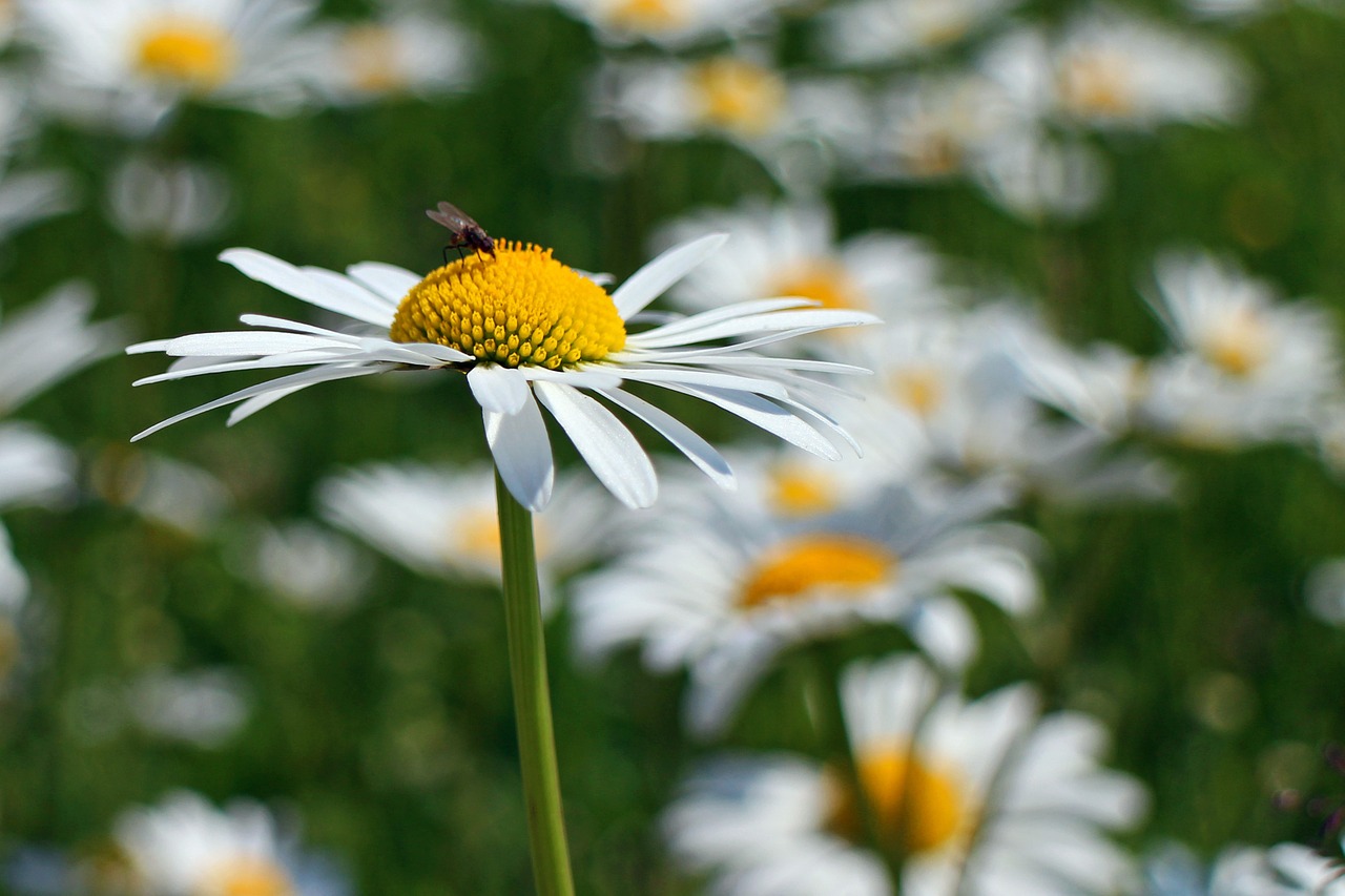 daisies flowers plant free photo