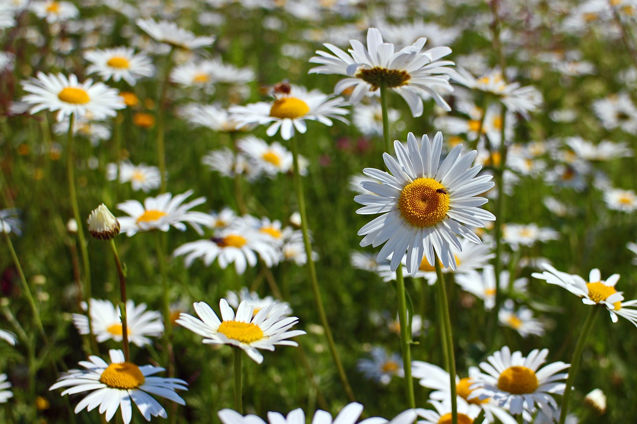 daisies flowers plant free photo