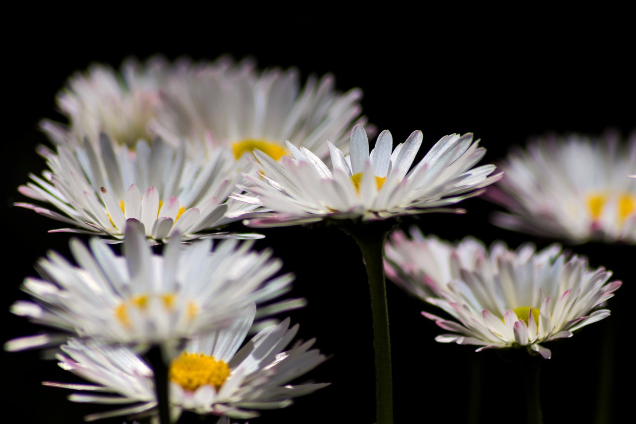 daisies  spring  nature free photo