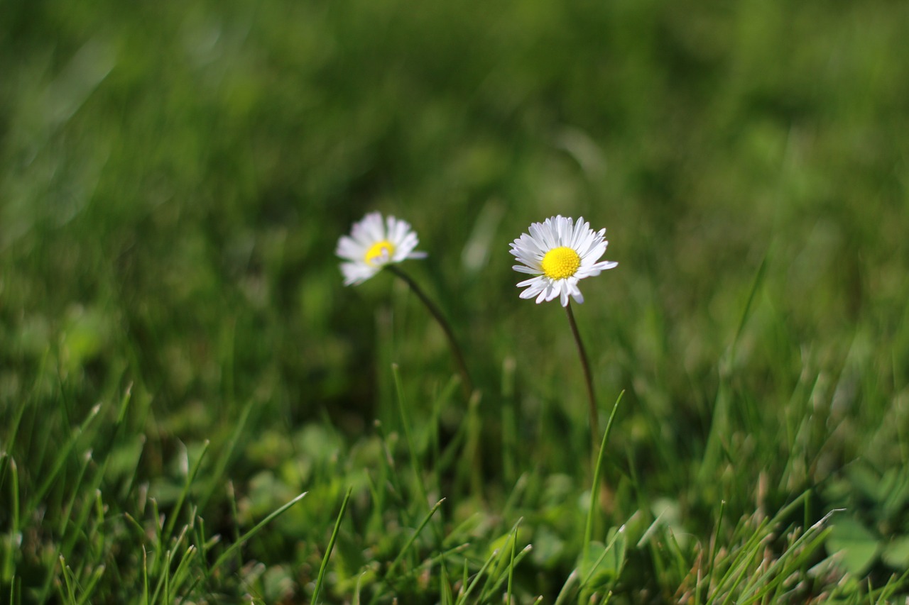 daisies flowers green free photo