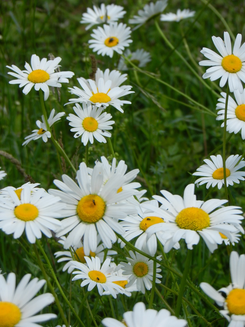 daisies  flowers  nature free photo