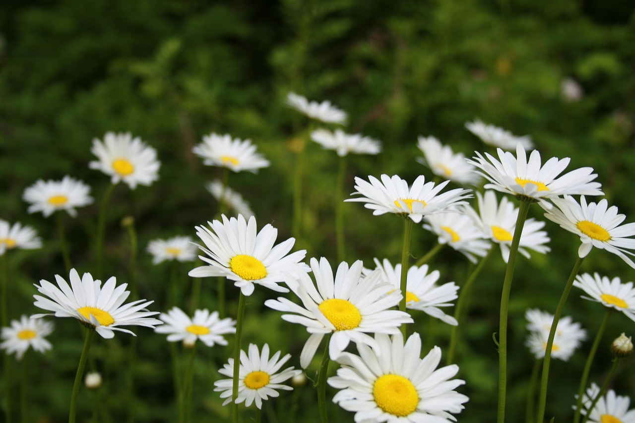 daisies nature park free photo