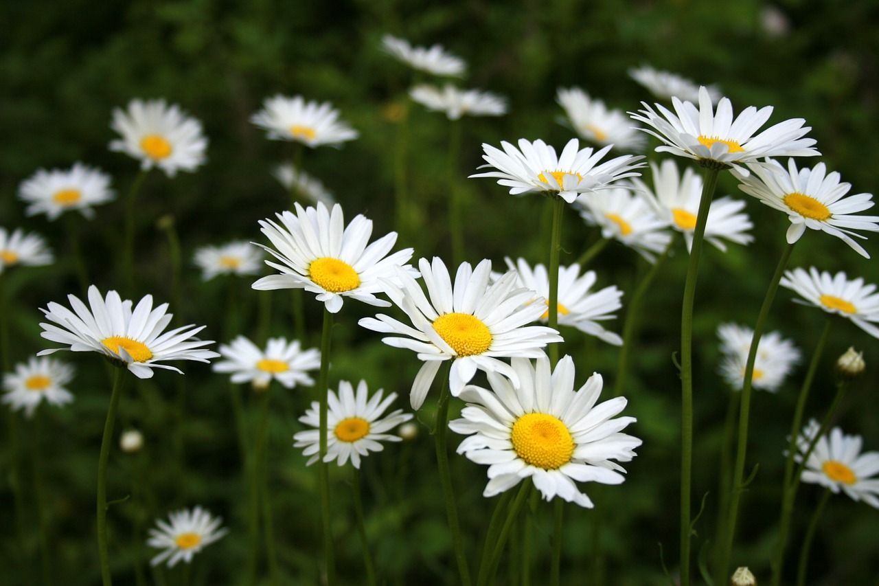 daisies nature park free photo